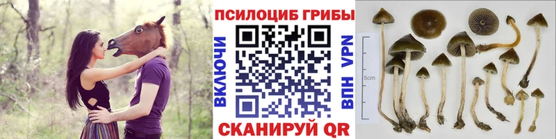 Псилоцибиновые грибы GOLDEN TEACHER KRAKEN ONION Богородицк купить наркоту